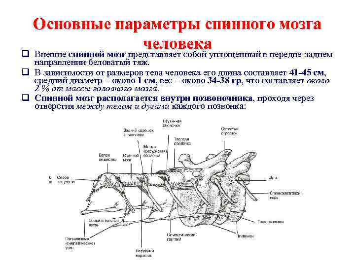 Основные параметры спинного мозга человекауплощенный в передне-заднем q Внешне спинной мозг представляет собой направлении