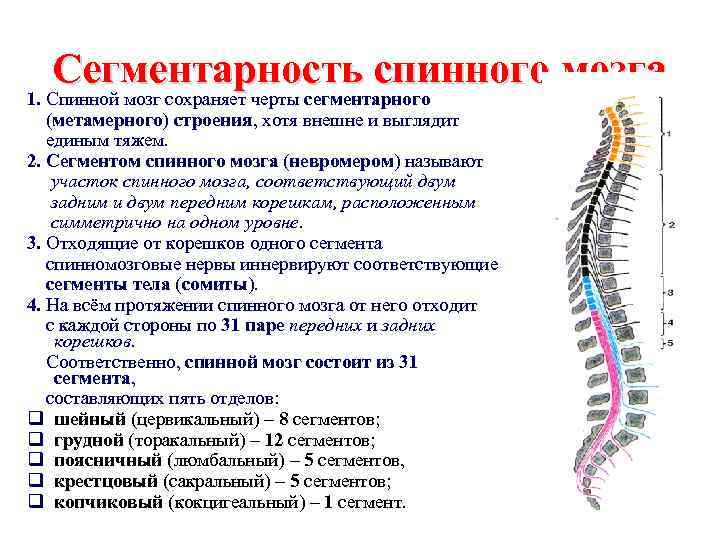 Сегментарность спинного мозга 1. Спинной мозг сохраняет черты сегментарного (метамерного) строения, хотя внешне и