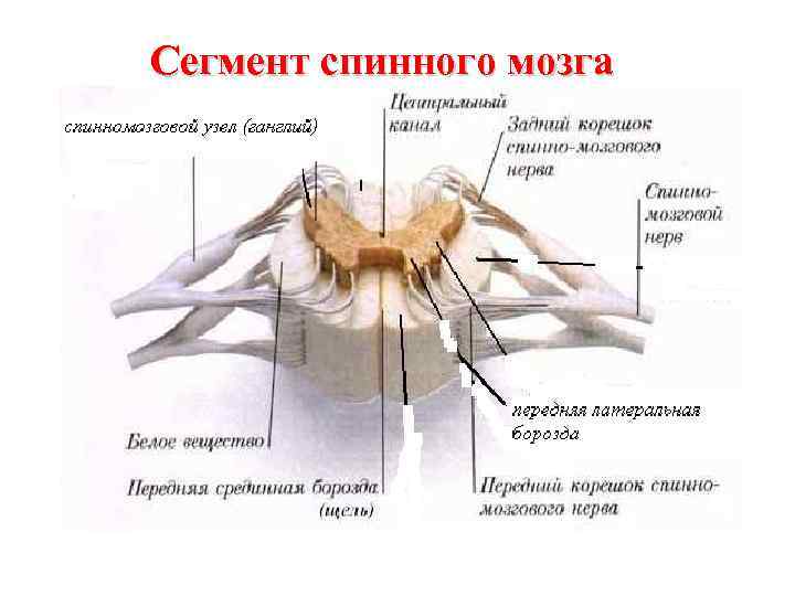 Сегмент спинного мозга 
