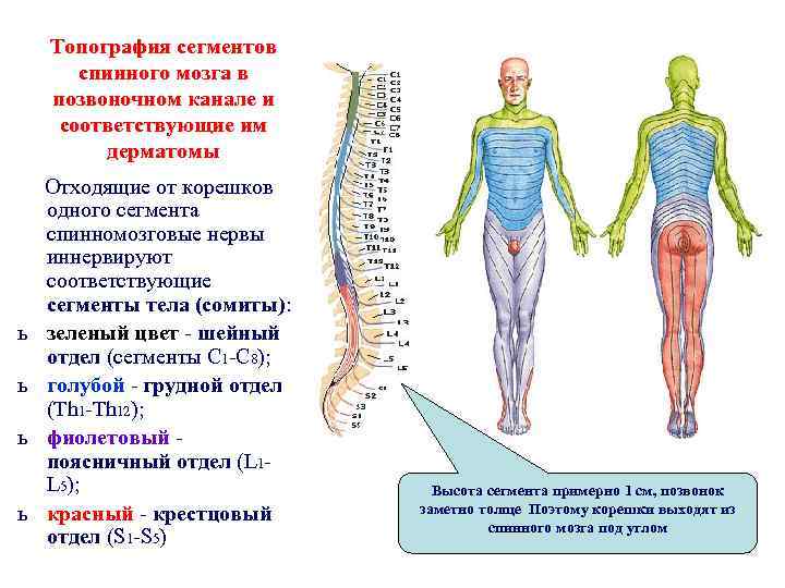 Топография сегментов спинного мозга в позвоночном канале и соответствующие им дерматомы ь ь Отходящие