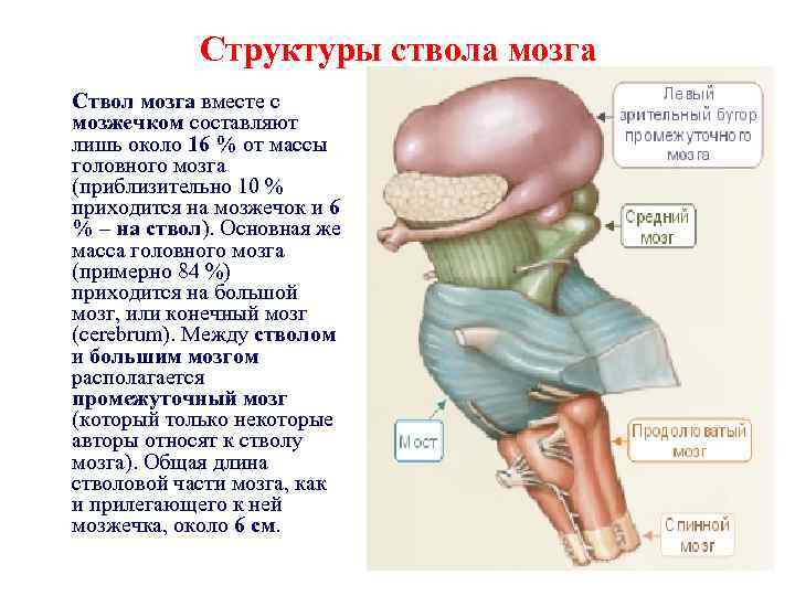 Структуры ствола мозга Ствол мозга вместе с мозжечком составляют лишь около 16 % от