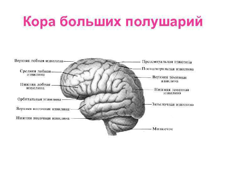 Кора больших полушарий 