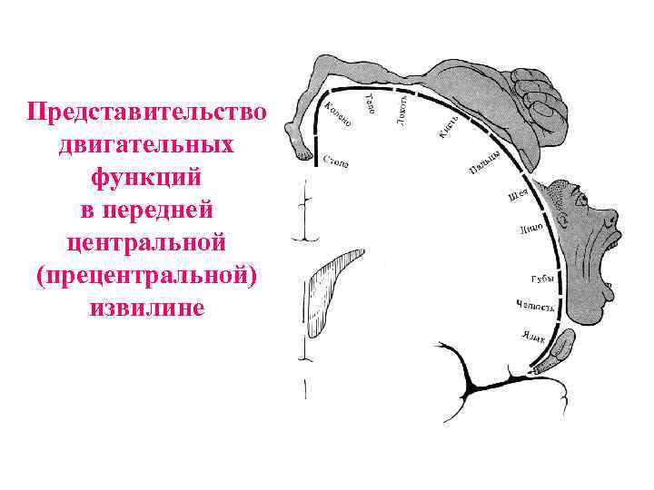 Представительство двигательных функций в передней центральной (прецентральной) извилине 