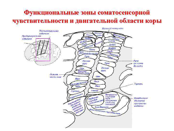 Функциональные зоны соматосенсорной чувствительности и двигательной области коры 