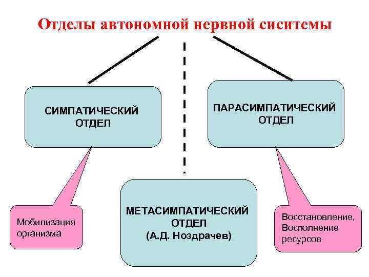Отделы автономной нервной сиситемы СИМПАТИЧЕСКИЙ ОТДЕЛ Мобилизация организма ПАРАСИМПАТИЧЕСКИЙ ОТДЕЛ МЕТАСИМПАТИЧЕСКИЙ ОТДЕЛ (А. Д.
