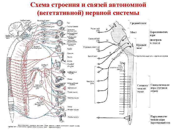 Схема строения и связей автономной (вегетативной) нервной системы 