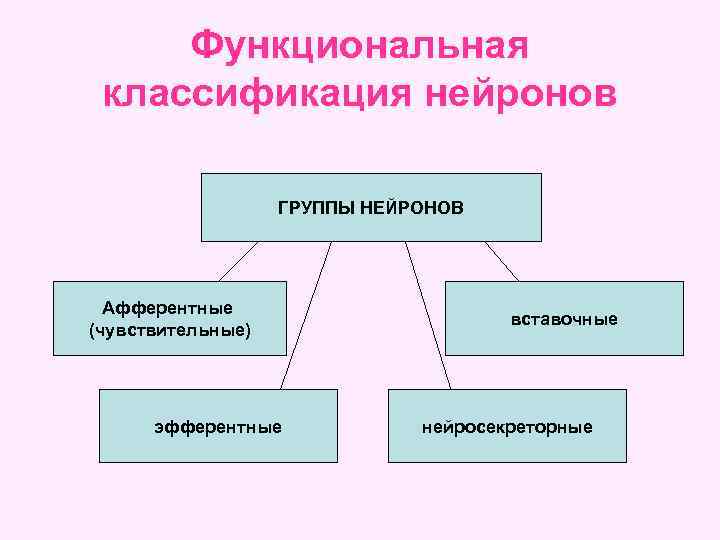 Функциональная классификация нейронов ГРУППЫ НЕЙРОНОВ Афферентные (чувствительные) эфферентные вставочные нейросекреторные 