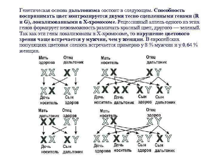 Генетическая основа дальтонизма состоит в следующем. Способность воспринимать цвет контролируется двумя тесно сцепленными генами