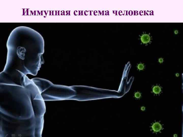 Иммунная система человека 
