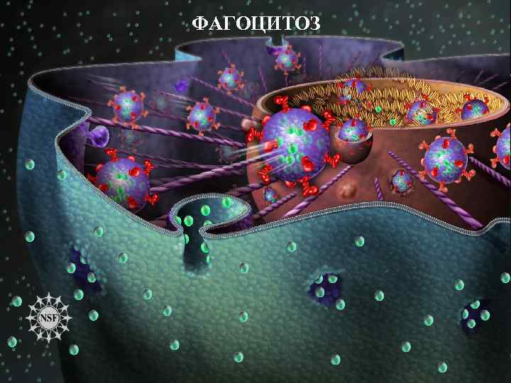 ФАГОЦИТОЗ 