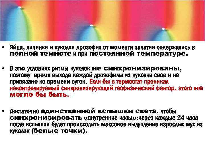  • Яйца, личинки и куколки дрозофил от момента зачатия содержались в полной темноте