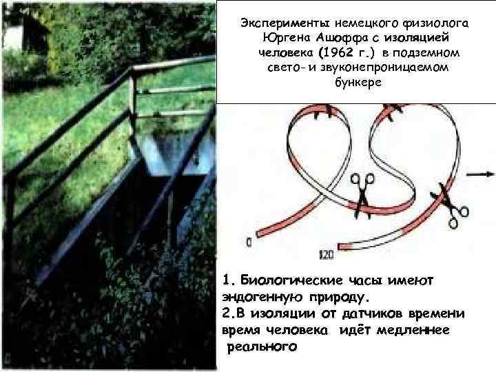 Эксперименты немецкого физиолога Юргена Ашоффа с изоляцией человека (1962 г. ) в подземном свето-