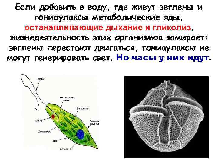 Если добавить в воду, где живут эвглены и гониаулаксы метаболические яды, останавливающие дыхание и