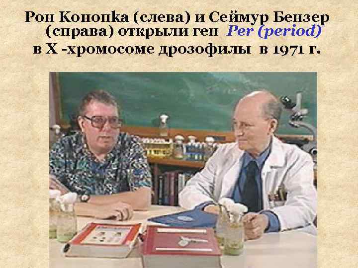 Рон Koнoпka (слева) и Сеймур Бензер (справа) открыли ген Per (period) в Х -хромосоме