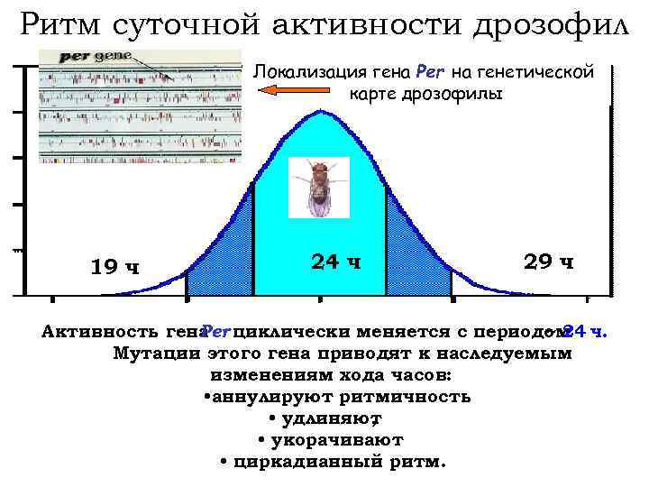 Ритм суточной активности дрозофил Локализация гена Per на генетической карте дрозофилы 19 ч 24