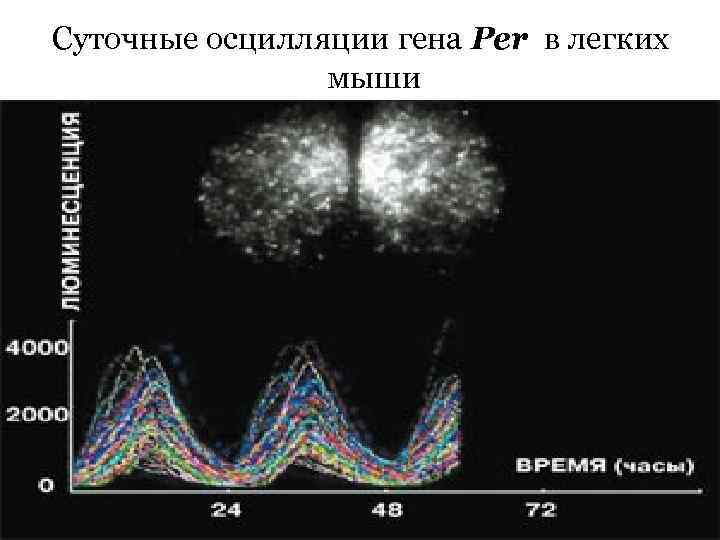 Суточные осцилляции гена Per в легких мыши 