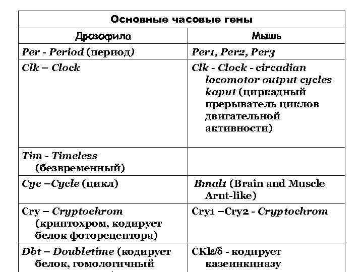 Основные часовые гены Дрозофила Мышь Per - Period (период) Per 1, Per 2, Per