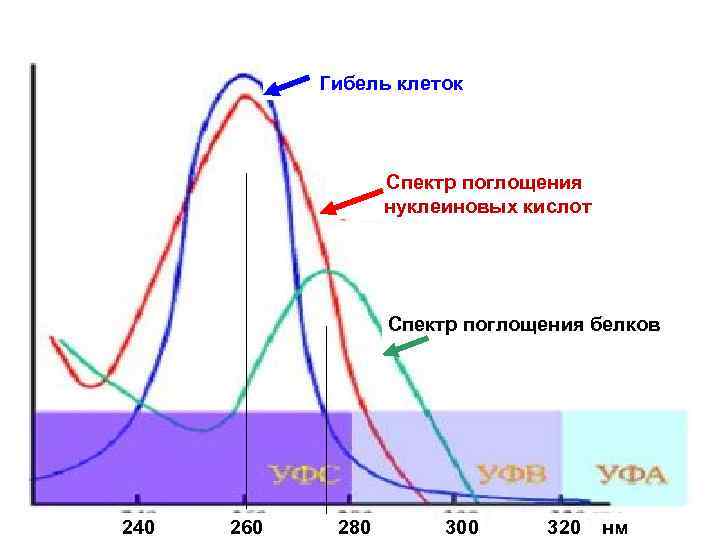 Спектр озона. Спектр поглощения нуклеиновых кислот. Спектр поглощения вещества график. Спектры поглощения нуклеиновых кислот. Спектр поглощения белков.