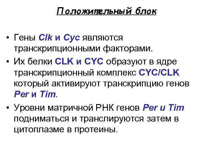 Положительный блок • Гены Clk и Cyc являются транскрипционными факторами. • Их белки CLK