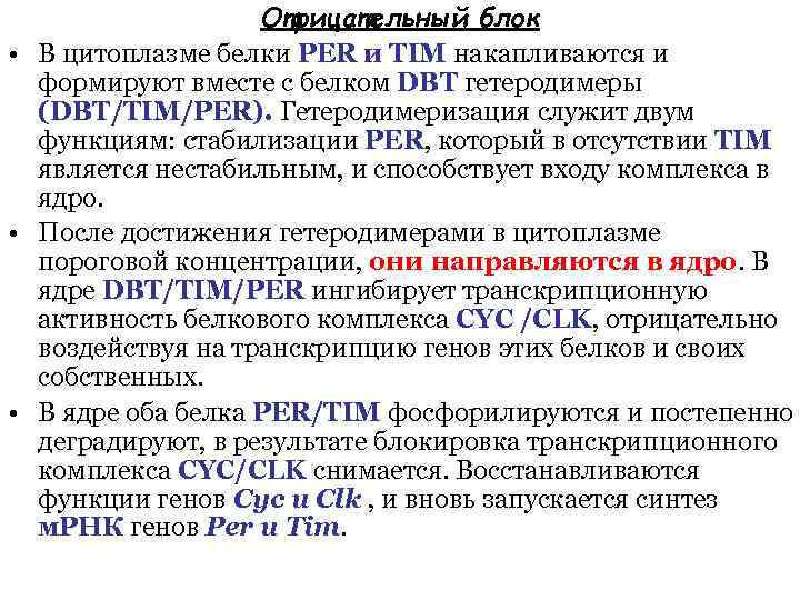 Отрицательный блок • В цитоплазме белки PER и TIM накапливаются и формируют вместе с