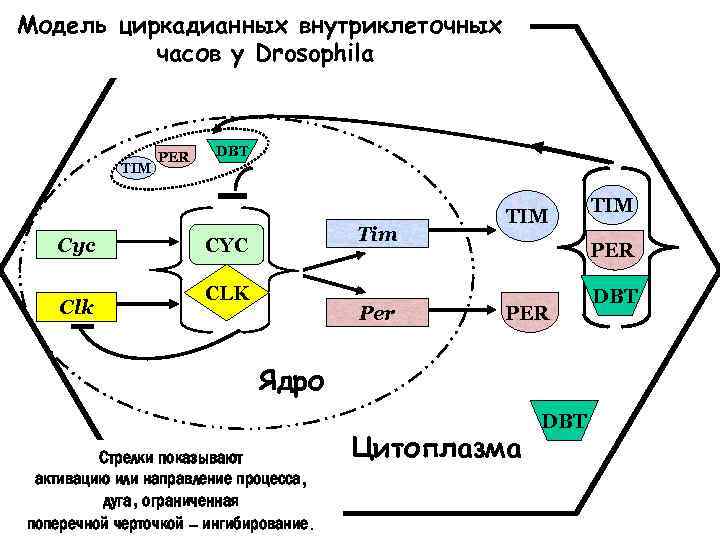 Модель циркадианных внутриклеточных часов у Drosophila TIM Cyc Clk PER DBT Tim CYC CLK