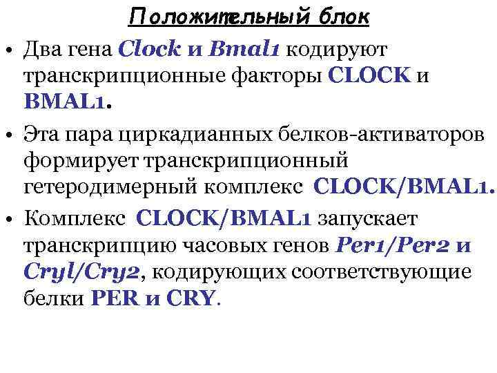 Положительный блок • Два гена Clock и Bmal 1 кодируют транскрипционные факторы CLOCK и