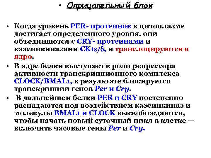  • Отрицательный блок • Когда уровень PER- протеинов в цитоплазме достигает определенного уровня,