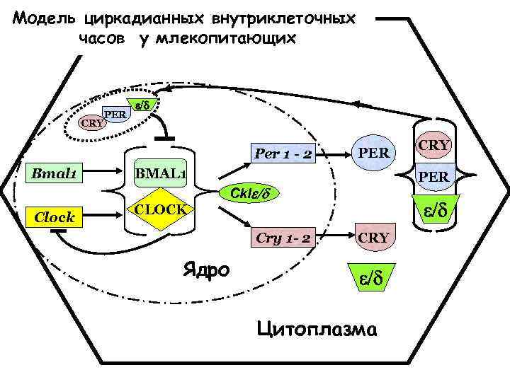 Модель циркадианных внутриклеточных часов у млекопитающих CRY PER Per 1 - 2 Bmal 1
