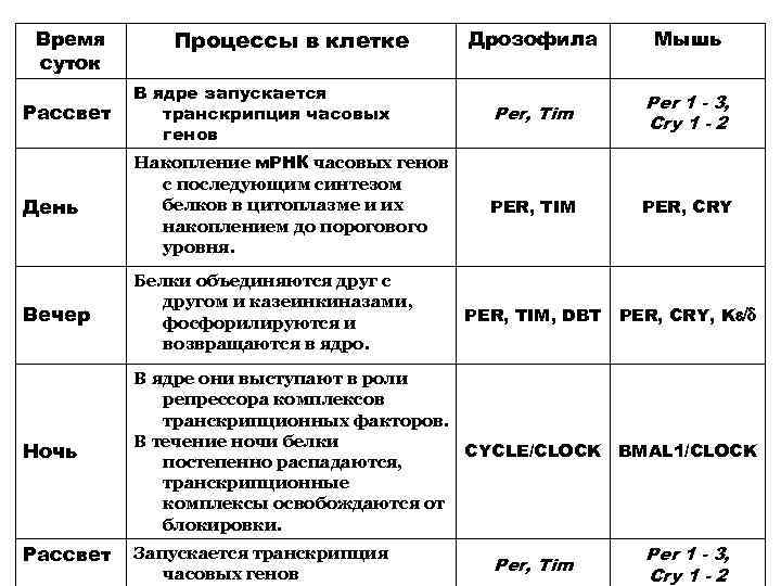 Время суток Процессы в клетке Дрозофила Мышь Рассвет В ядре запускается транскрипция часовых генов