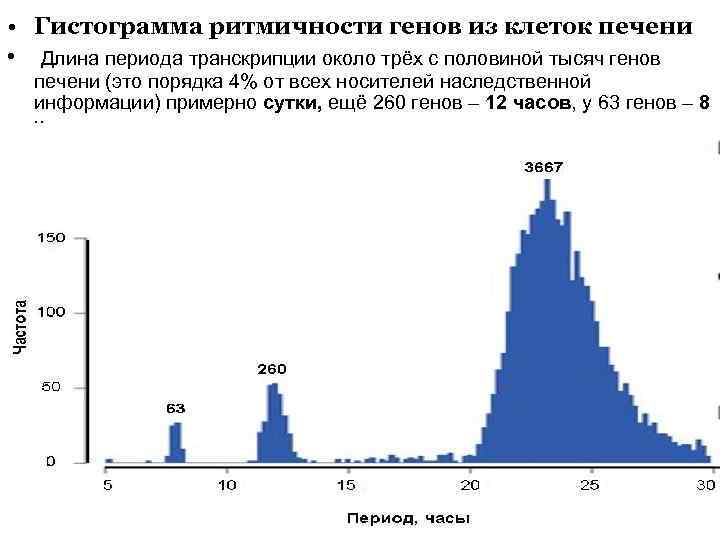  • Гистограмма ритмичности генов из клеток печени • Длина периода транскрипции около трёх