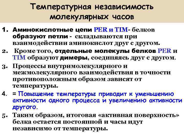 Температурная независимость молекулярных часов 1. Аминокислотные цепи PER и TIM- белков образуют петли -