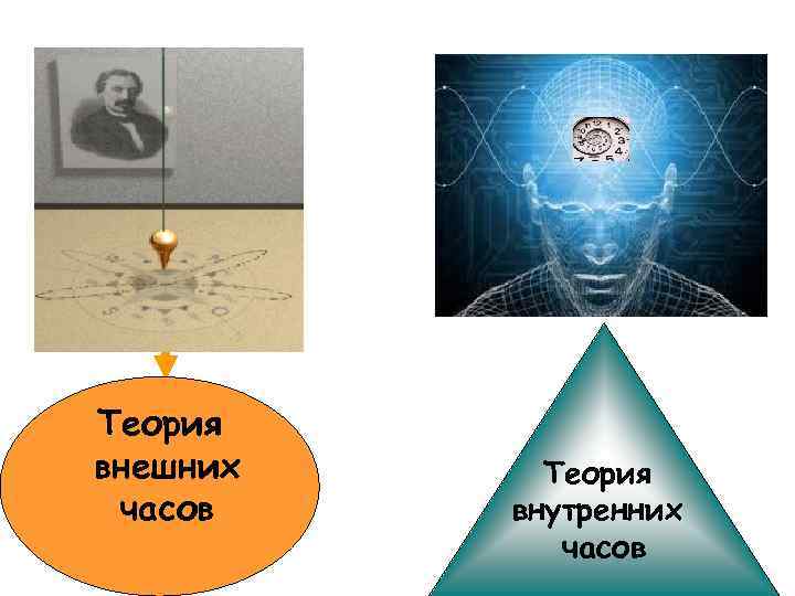 Теория внутреннего. Мультиосцилляторная модель биоритмов. Теория внутреннего и внешнего. Теория часов теория 10 тысяч. Шишелов теория часов.