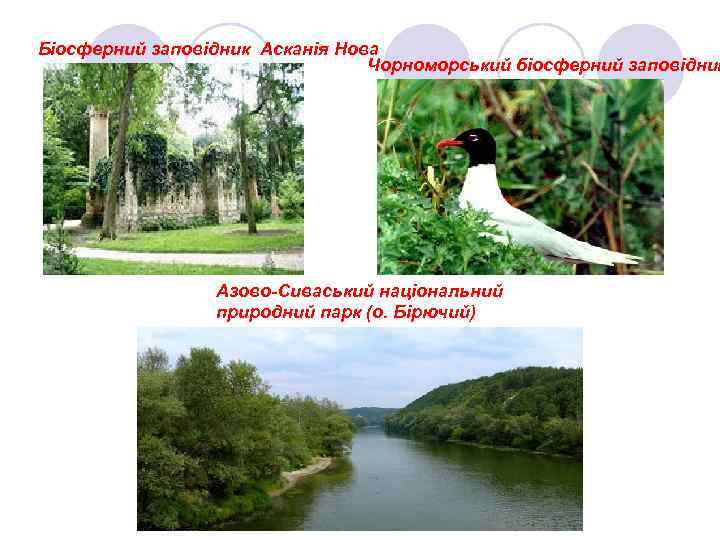 Біосферний заповідник Асканія Нова Чорноморський біосферний заповідник Азово-Сиваський національний природний парк (о. Бірючий) 