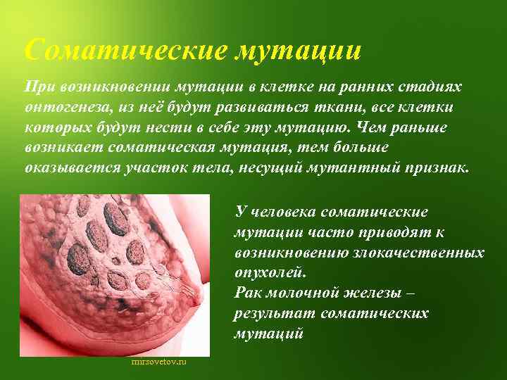  Соматические мутации При возникновении мутации в клетке на ранних стадиях онтогенеза, из неё