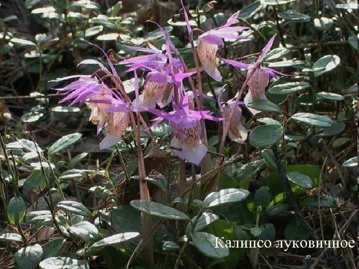 Калипсо луковичное 