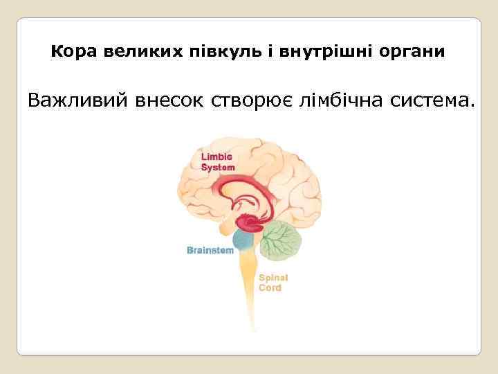 Кора великих півкуль і внутрішні органи Важливий внесок створює лімбічна система. 