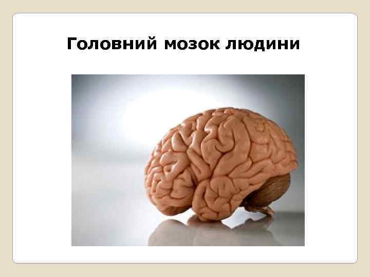 Головний мозок людини 