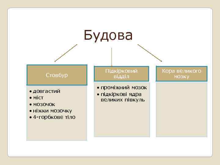 Будова Стовбур • довгастий • міст • мозочок • ніжки мозочку • 4 -горбкове