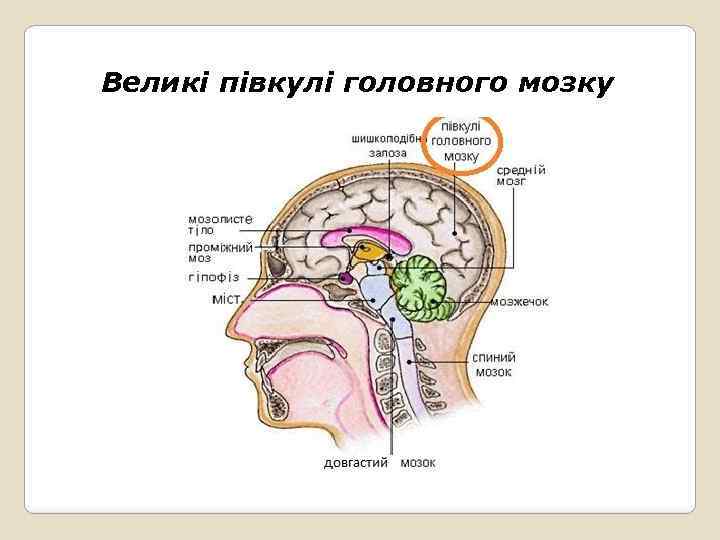 Великі півкулі головного мозку 