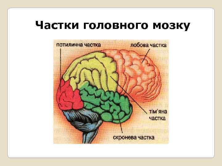 Частки головного мозку 