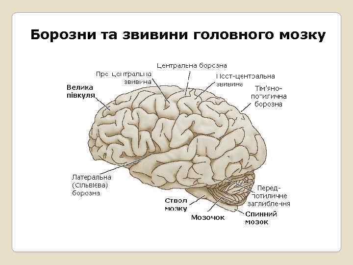 Борозни та звивини головного мозку 