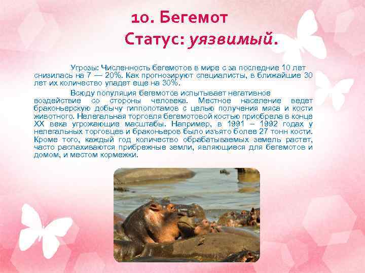 10. Бегемот Статус: уязвимый. Угрозы: Численность бегемотов в мире с за последние 10 лет