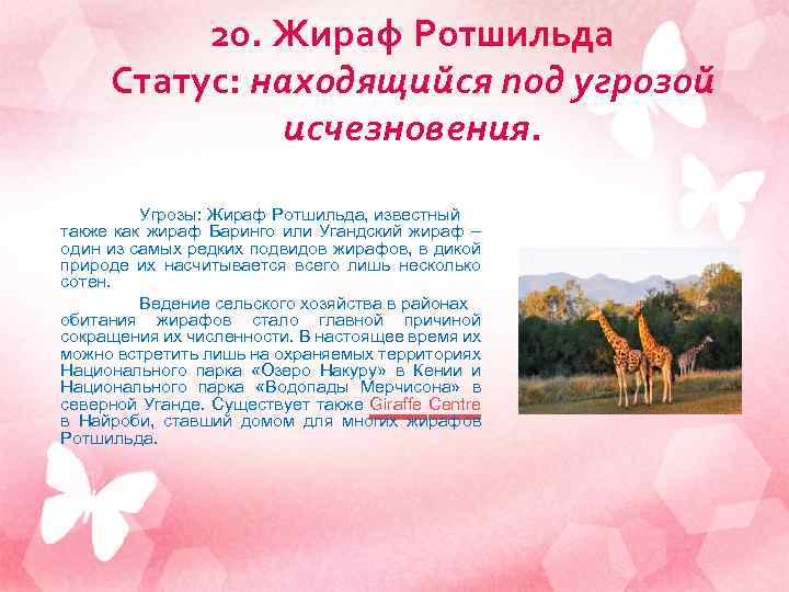 20. Жираф Ротшильда Статус: находящийся под угрозой исчезновения. Угрозы: Жираф Ротшильда, известный также как