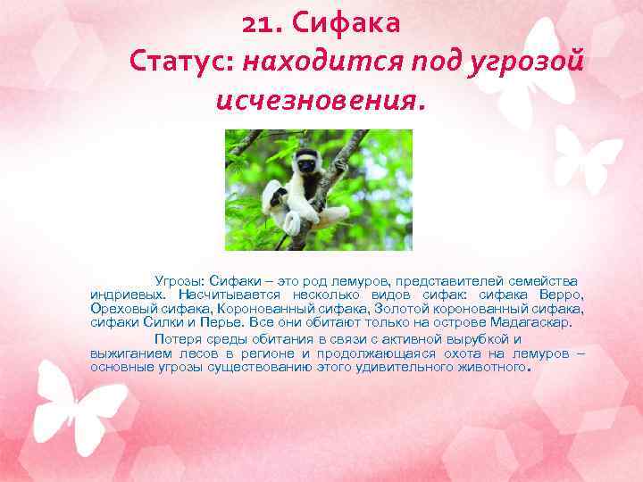 21. Сифака Статус: находится под угрозой исчезновения. Угрозы: Сифаки – это род лемуров, представителей