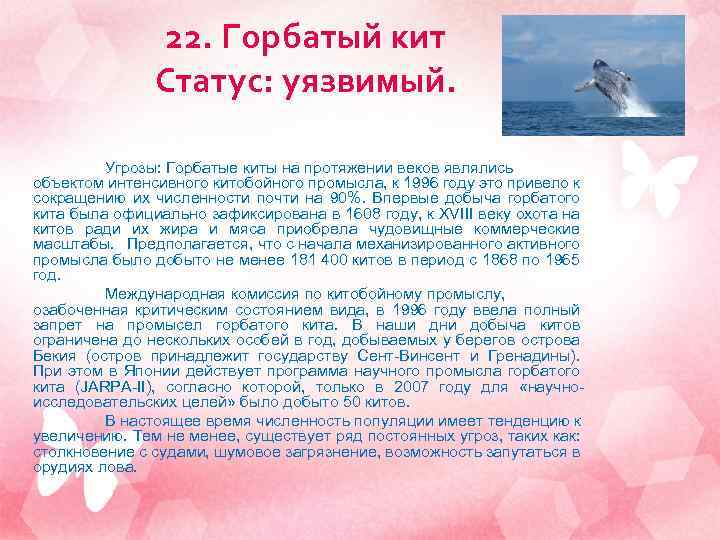 22. Горбатый кит Статус: уязвимый. Угрозы: Горбатые киты на протяжении веков являлись объектом интенсивного