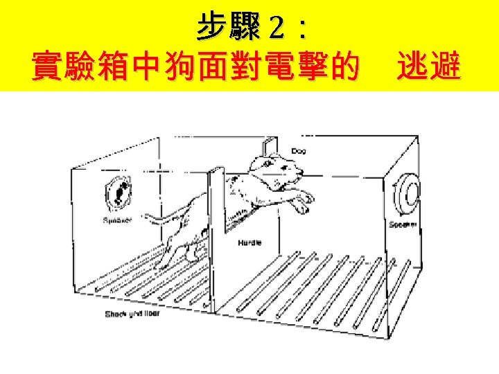 步驟 2： 實驗箱中狗面對電擊的 逃避 