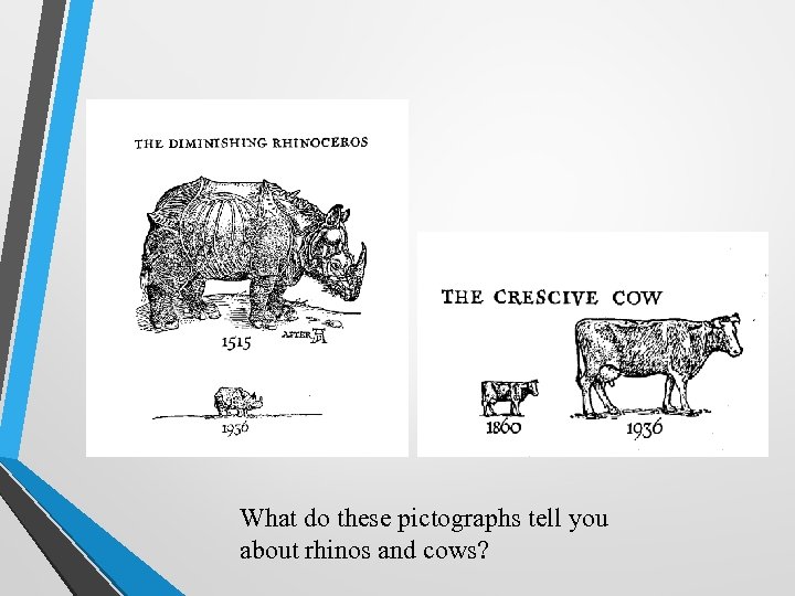 What do these pictographs tell you about rhinos and cows? 