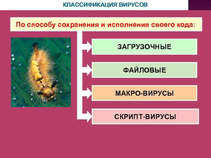 КЛАССИФИКАЦИЯ ВИРУСОВ По способу сохранения и исполнения своего кода: ЗАГРУЗОЧНЫЕ ФАЙЛОВЫЕ МАКРО-ВИРУСЫ СКРИПТ-ВИРУСЫ 