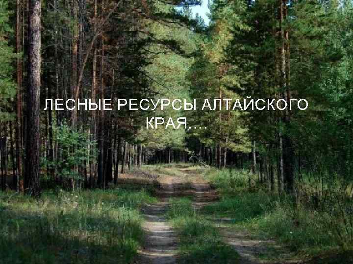 ЛЕСНЫЕ РЕСУРСЫ АЛТАЙСКОГО КРАЯ…. 