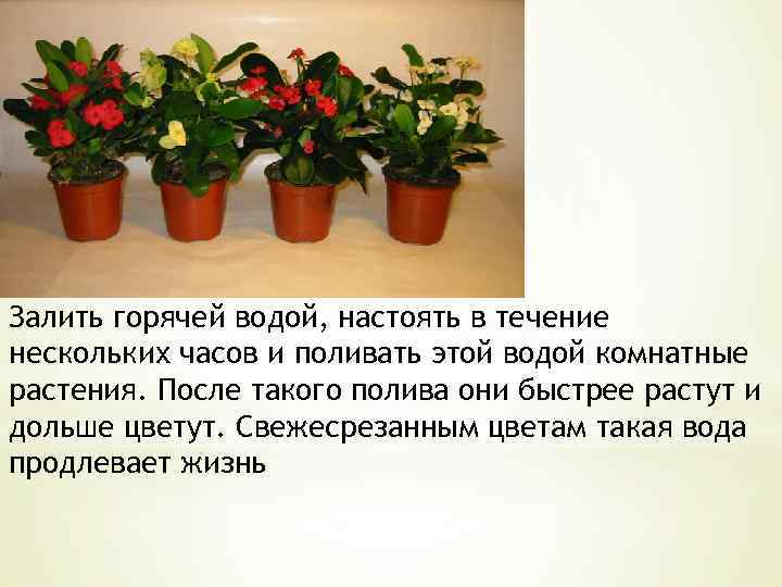 Залить горячей водой, настоять в течение нескольких часов и поливать этой водой комнатные растения.